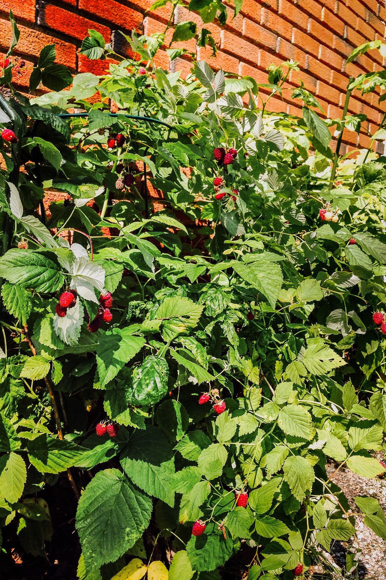 En rekke flott beplanting. Galleribilde