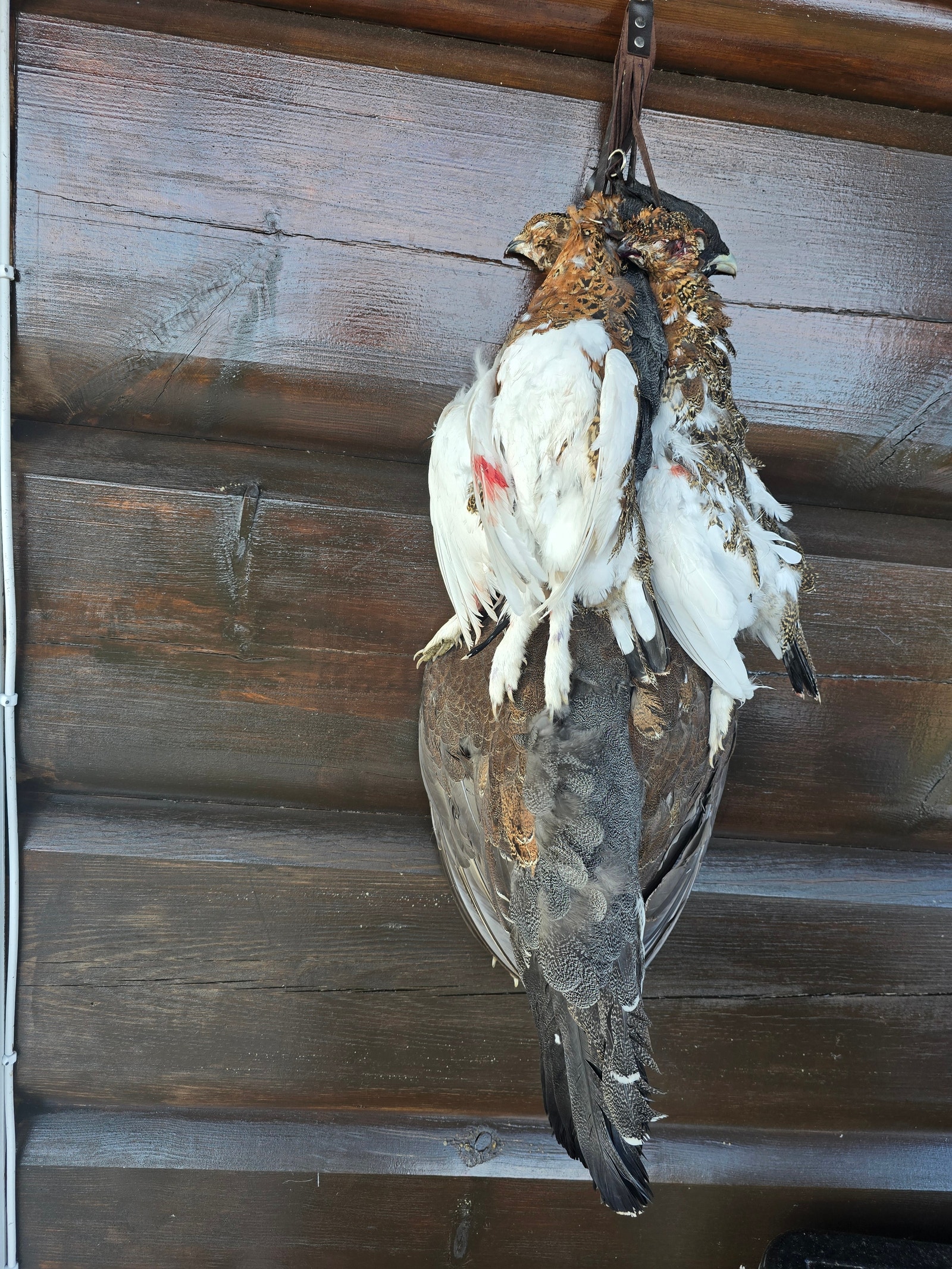 Rype og Storfugl på samme tur. Gode jakt muligheter hos oss. Galleribilde