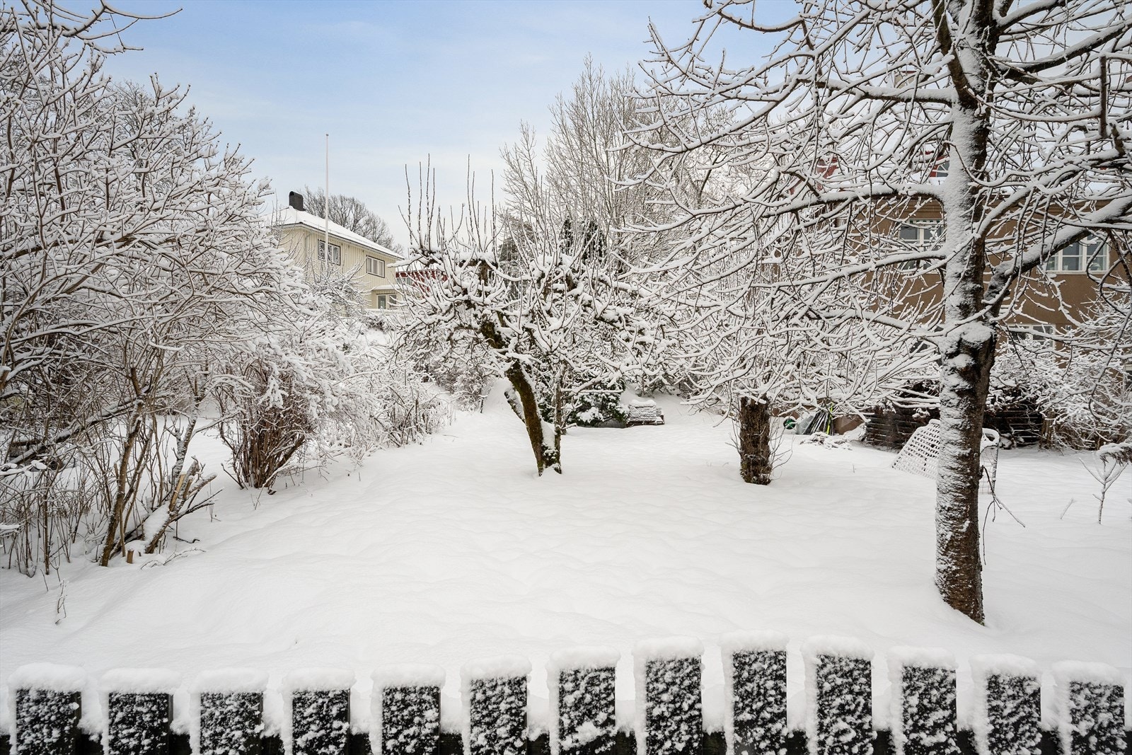 Stor og frodig hageparsell som blomstrer i sommerhalvåret Galleribilde