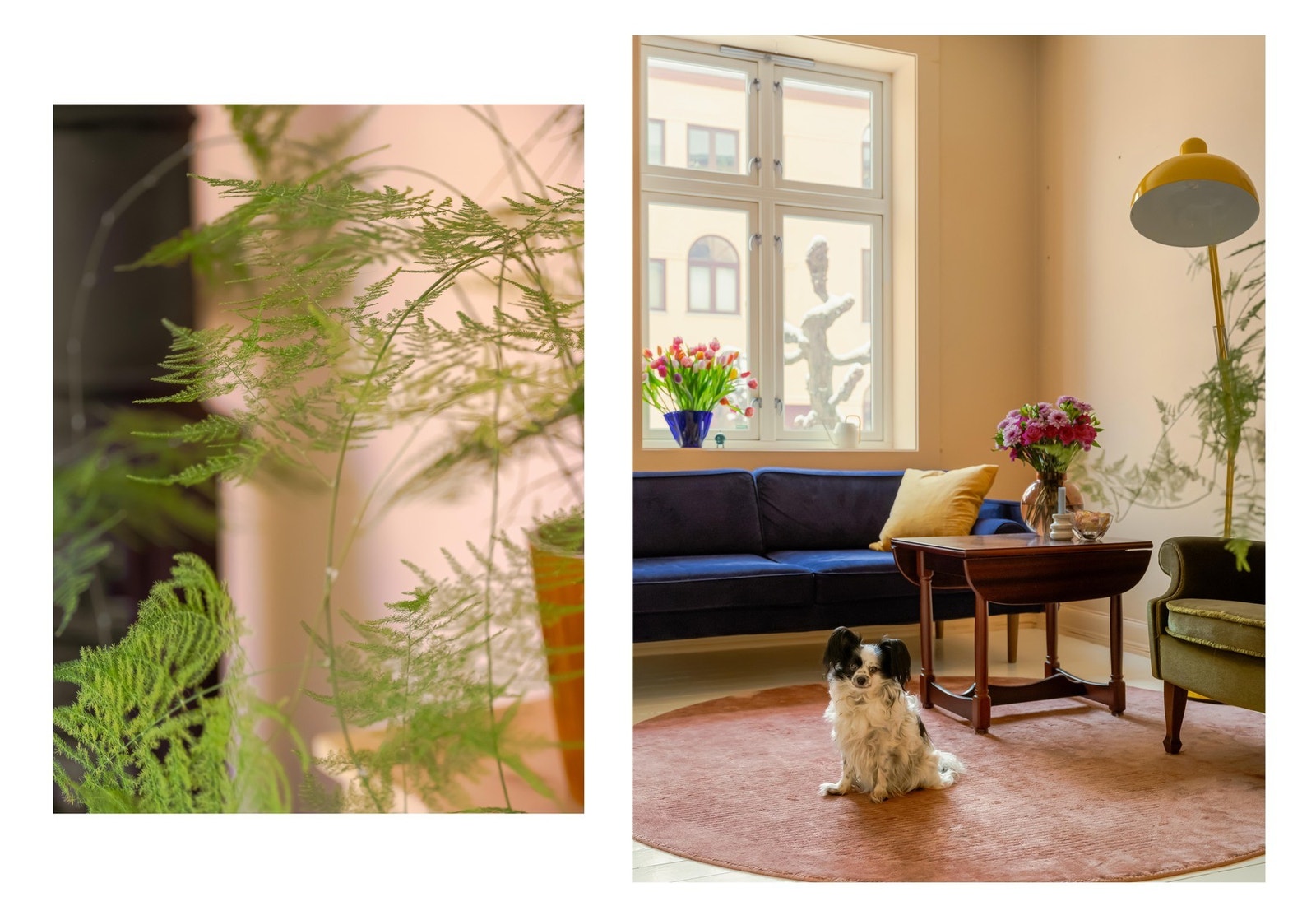 Her er det ikke bare tobeinte som trives. Si hei til fine Toya! Hun informerer om at det er tillatt med dyrehold i borettslaget ved søknad til styret. Galleribilde