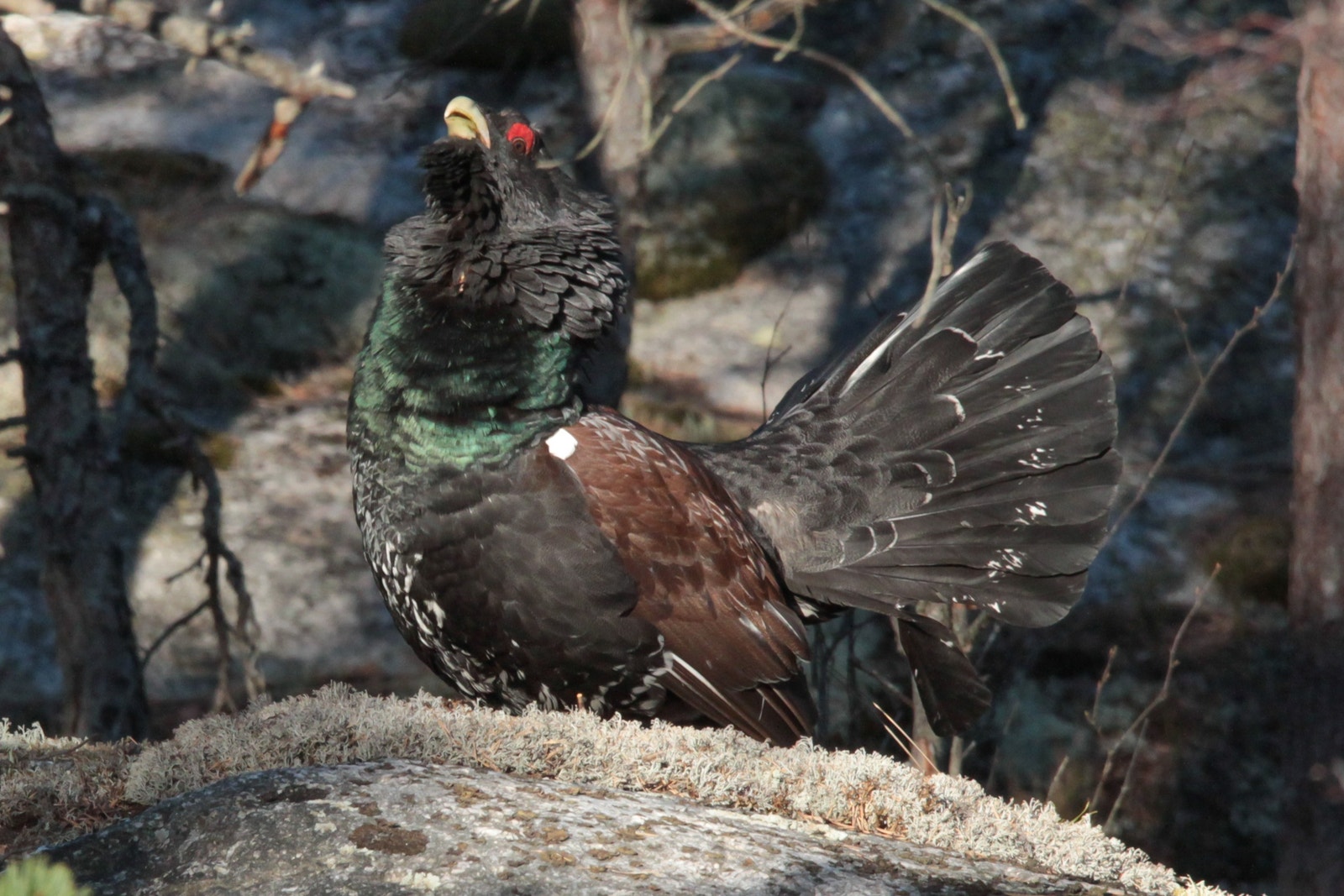 Du behøver ikke gå langt fra Solheim Hyttegrend for å oppleve tiurleik Galleribilde