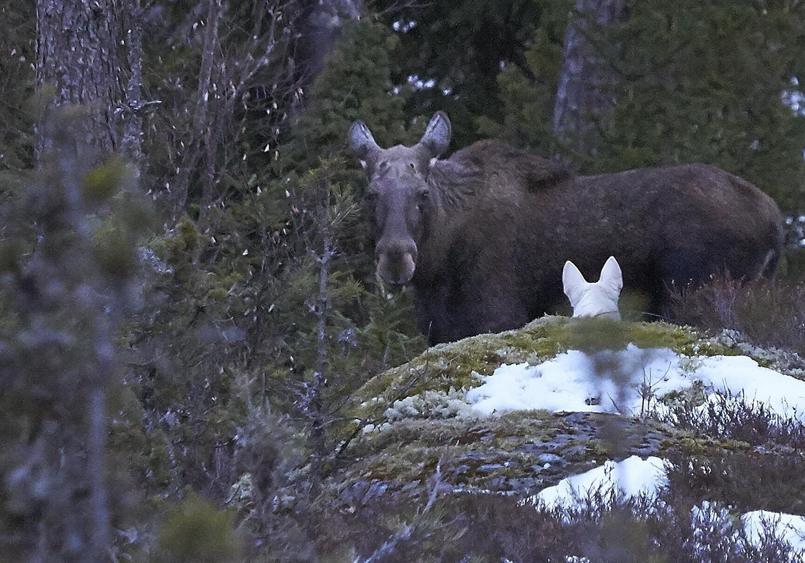 På tur med hunden i gammalskogen byr på overraskende øyeblikk Galleribilde