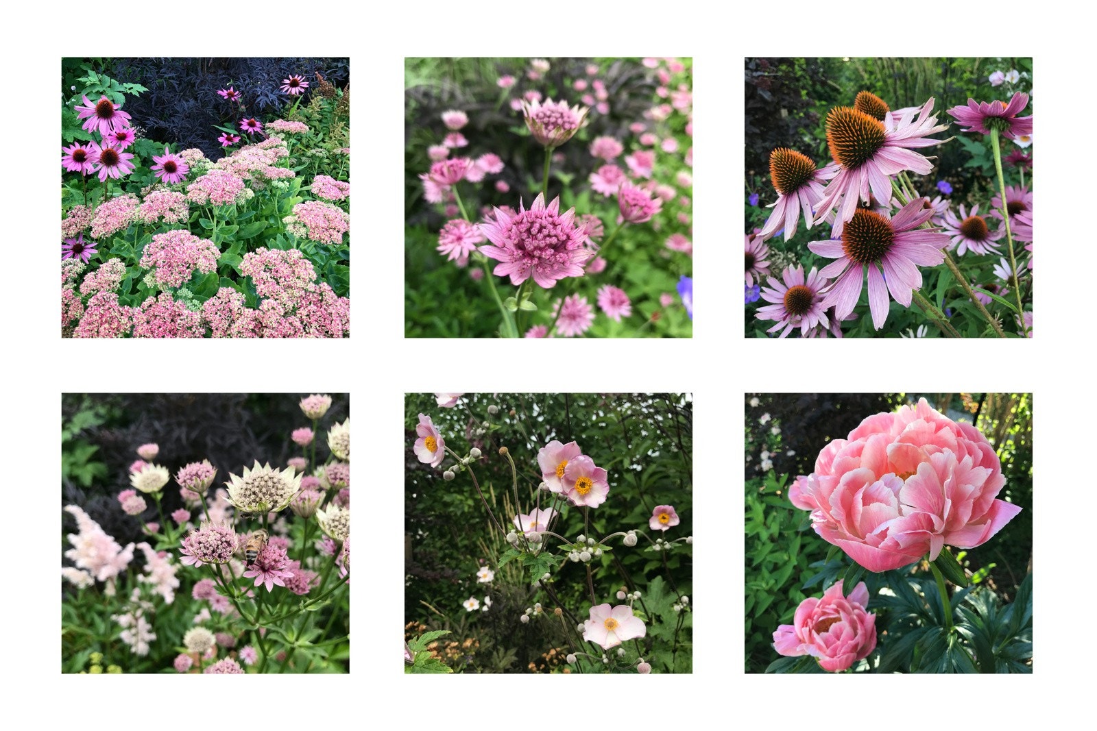 En smakebit fra staudebedets blomstring gjennom sesongen. Galleribilde