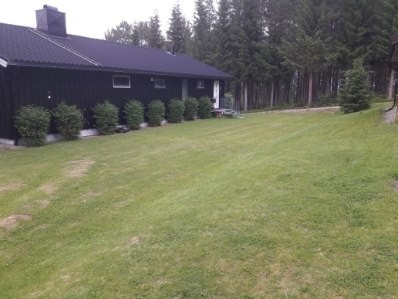 Selgers sommerbilde. Galleribilde