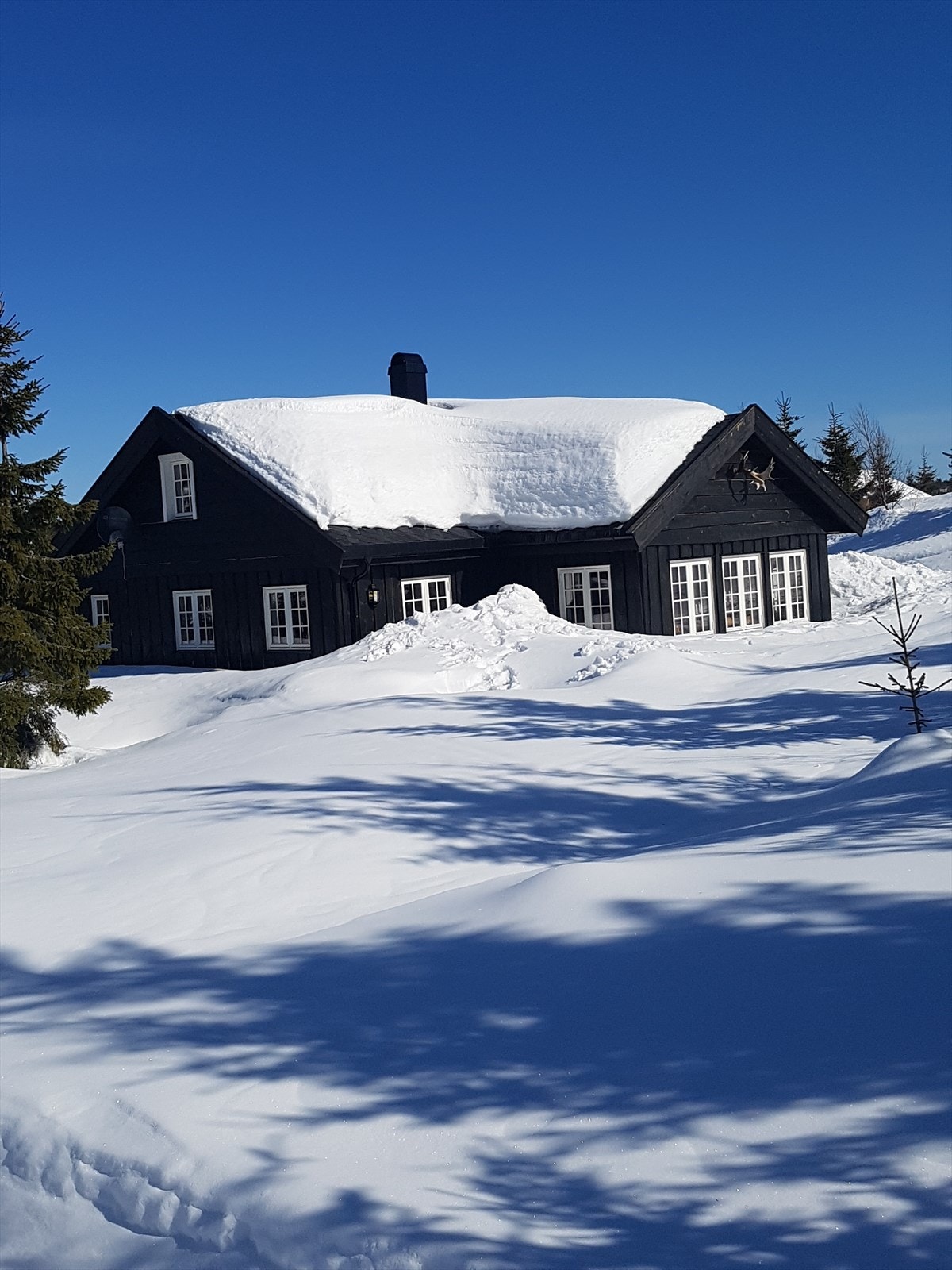 Selgers private bilder Galleribilde