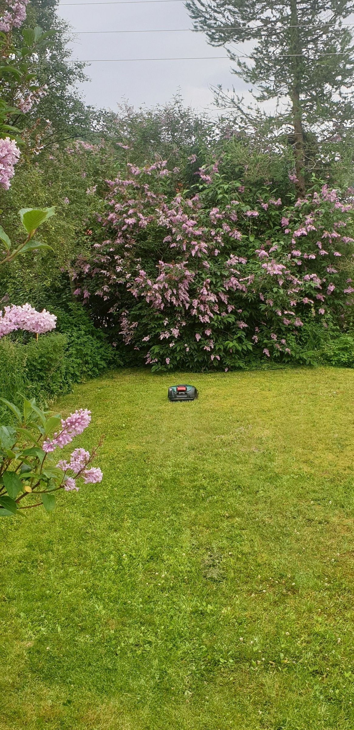 Beplantning rundt eiendommen. Galleribilde