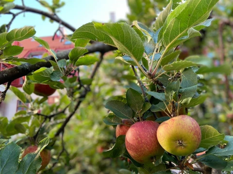 Sameiet har også frukttrær i bakhagen. Galleribilde