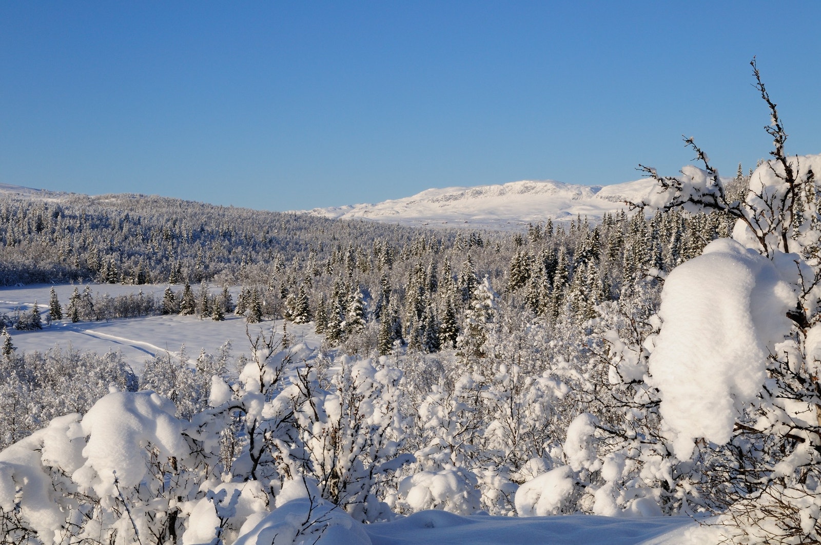Utsikt mot Reineskarvet Galleribilde