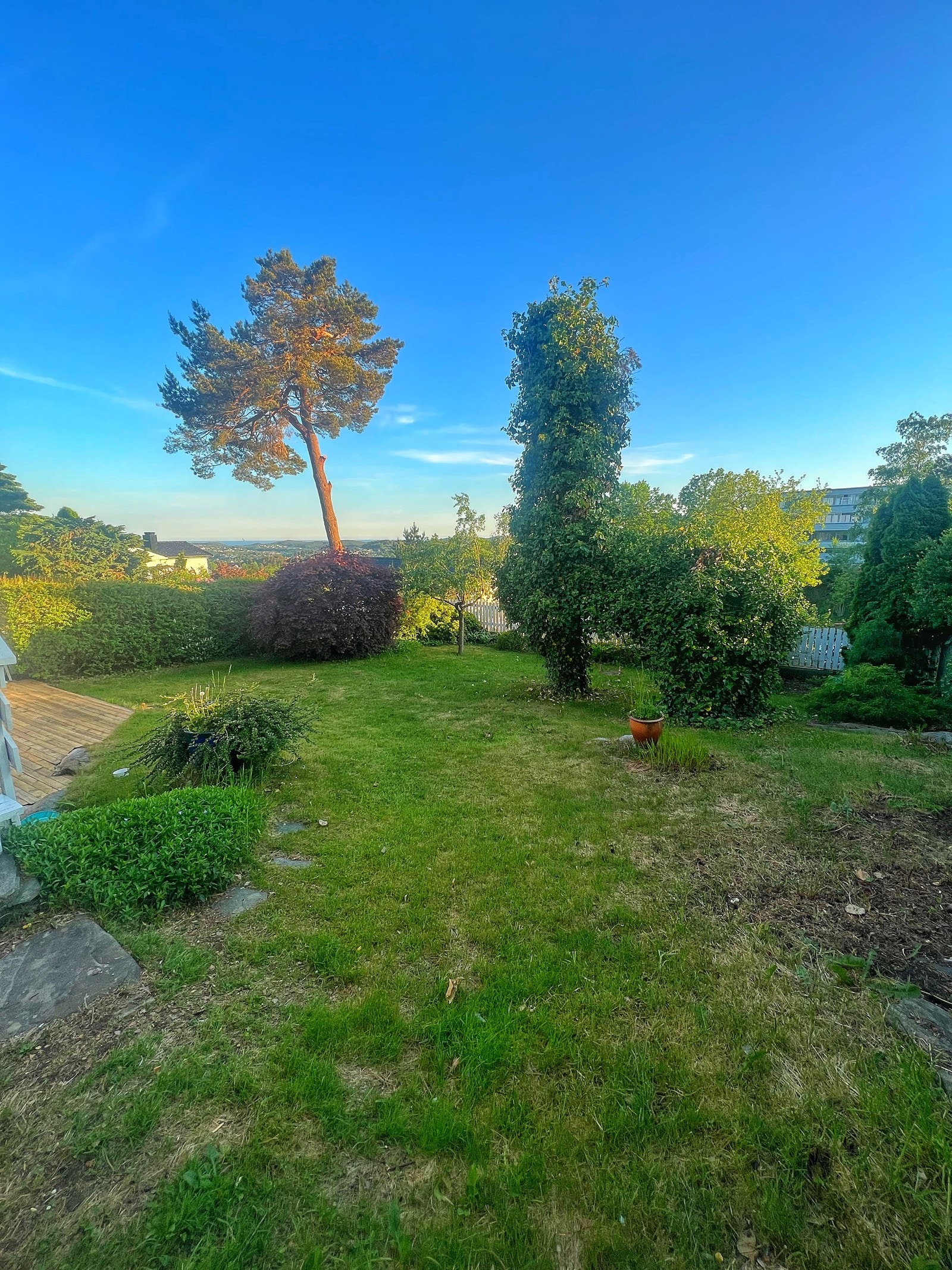 Stor hage med gressplen og prydbusker Galleribilde