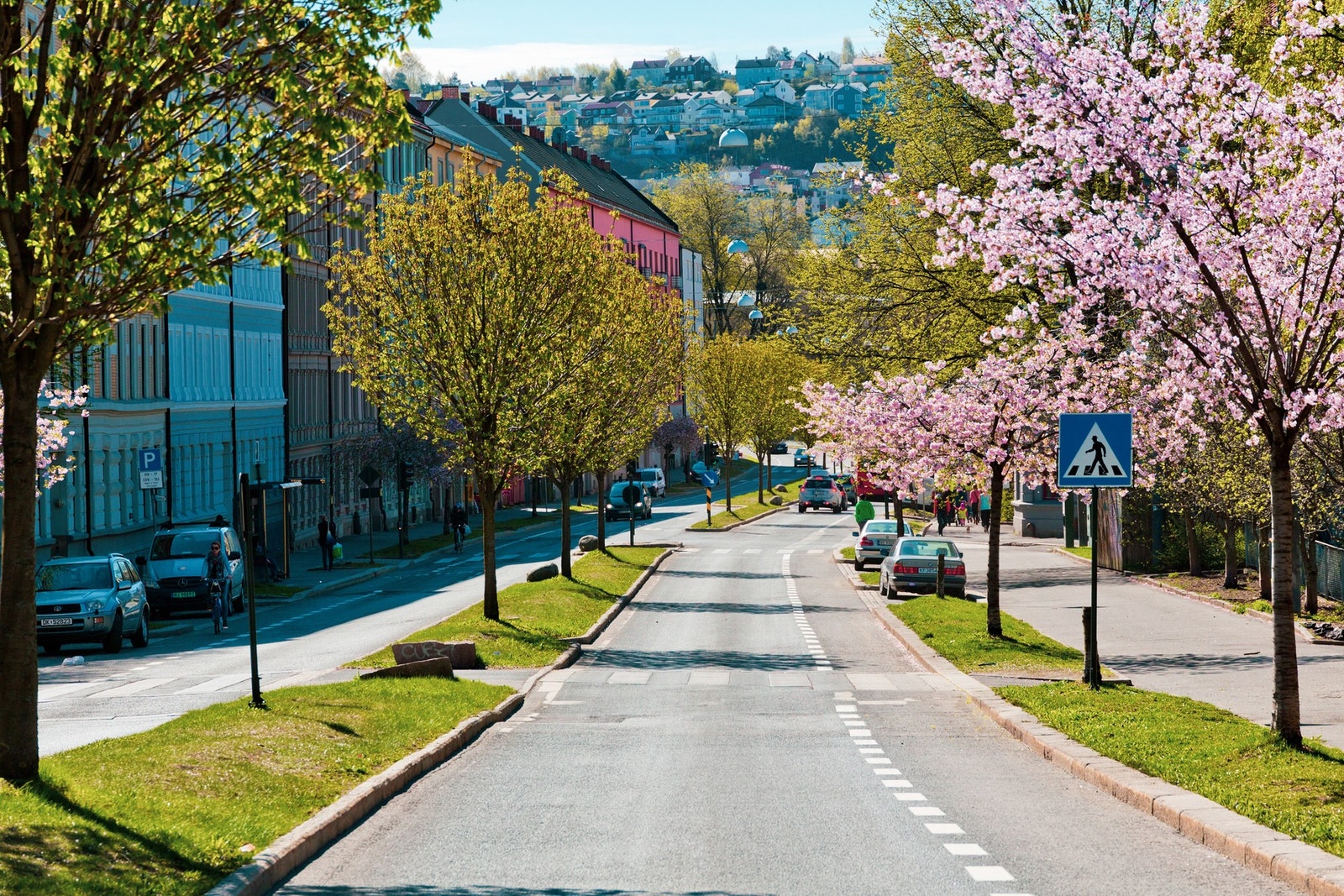 Nærområdet: På våren pyntes gatene med kirsebærtrærne i full spring. Galleribilde