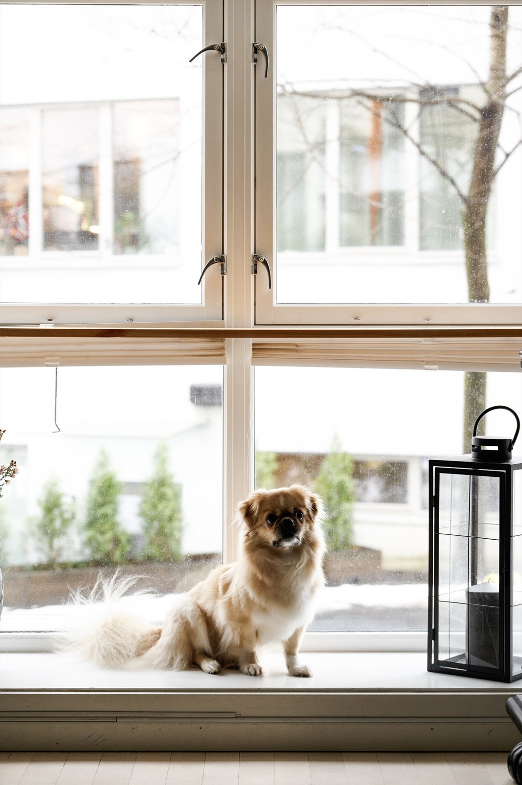 Hunden er dessverre ikke inkludert i handelen Galleribilde