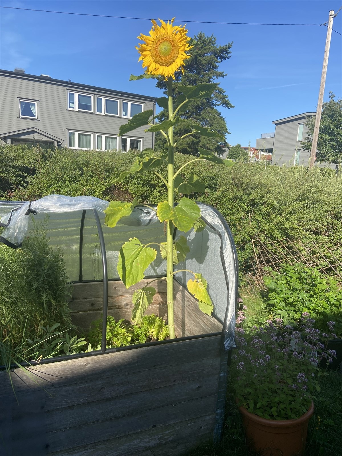 Sommerbilde Galleribilde
