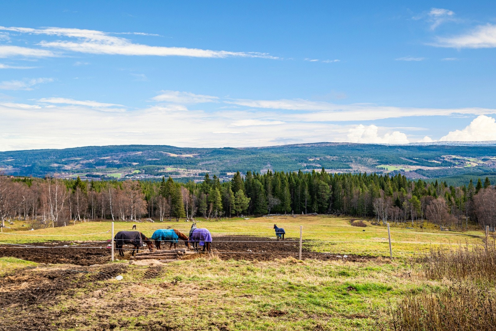 Område Galleribilde