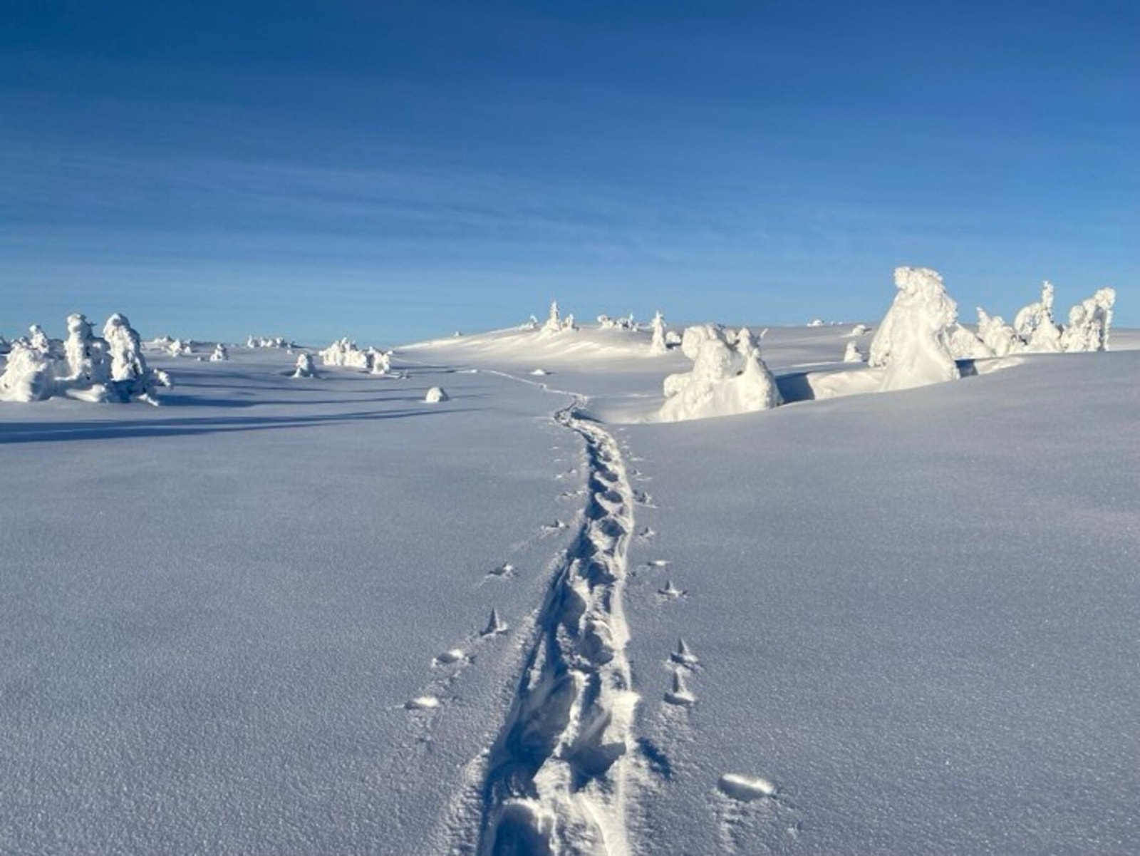 Trugespor i vakkert vinterlandskap Galleribilde