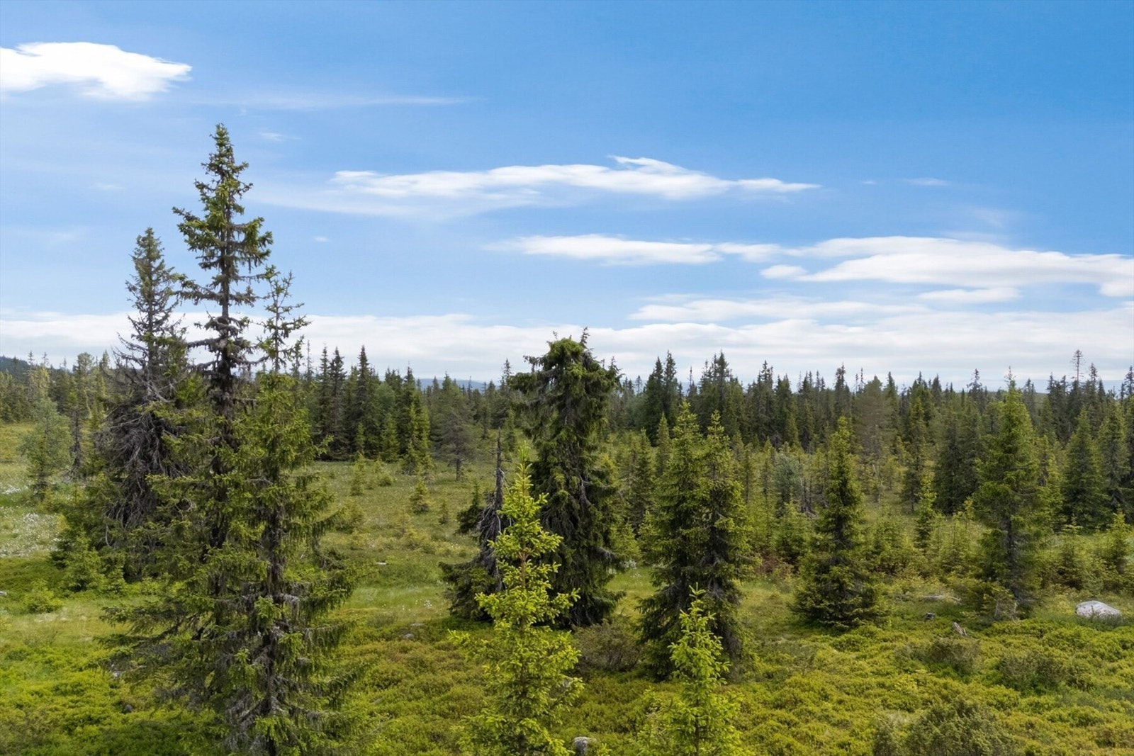 Foto fra tomta Galleribilde