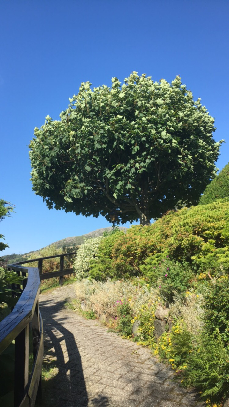 Steinbelagt adkomstvei opp til huset Galleribilde