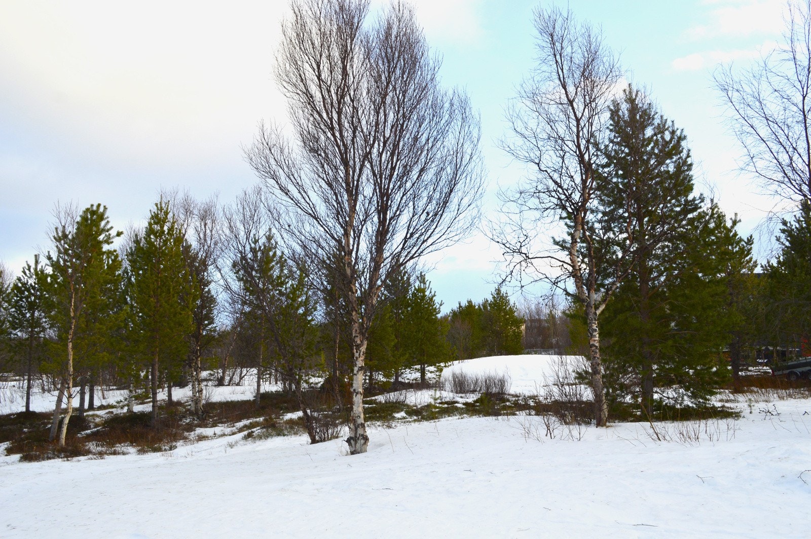 _DSC0012 ? Kopi Galleribilde