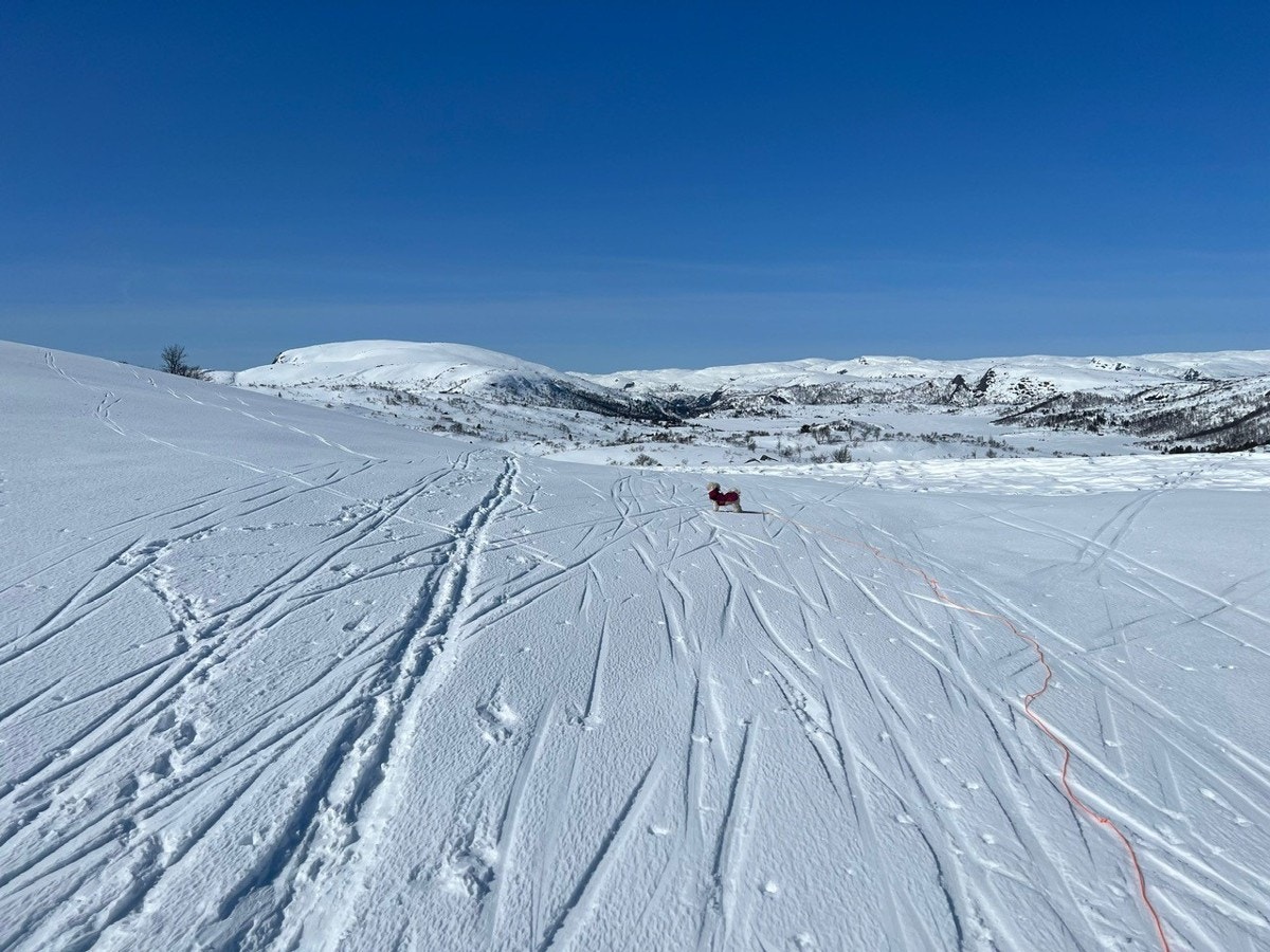 Flott skiterreng rett utenfor hytten Galleribilde