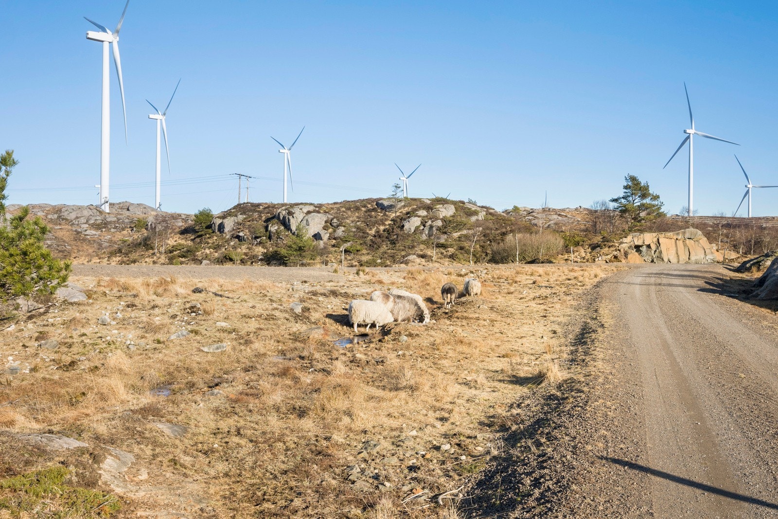 Omradebilde Galleribilde