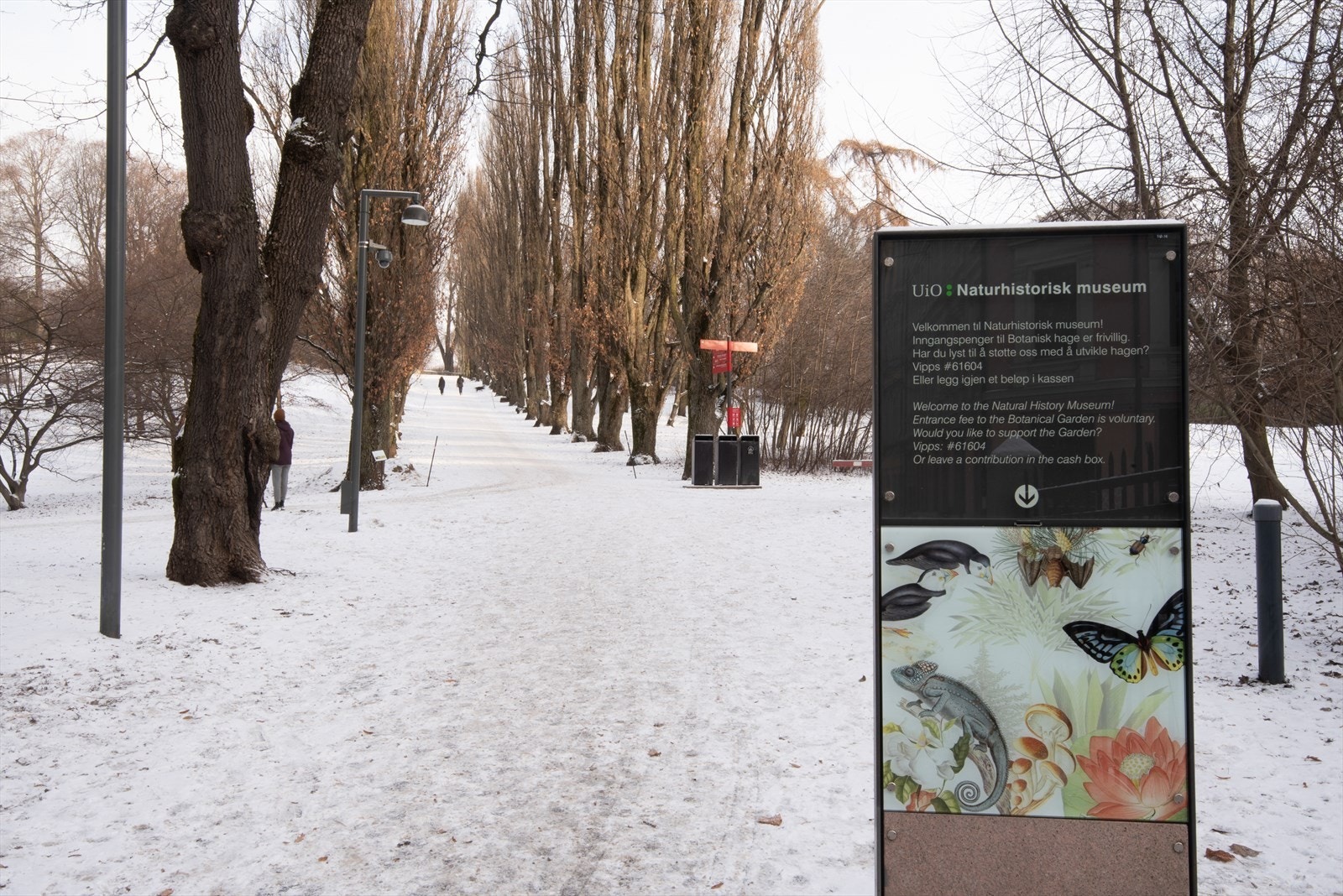 Botanisk hage om vinteren. Galleribilde