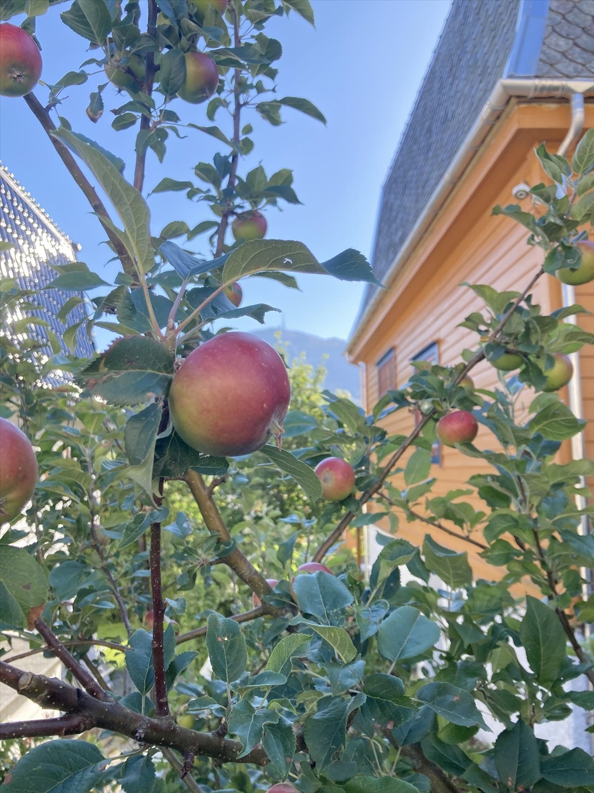 I hagen er det diverse beplantning. Inkludert epletre. Galleribilde