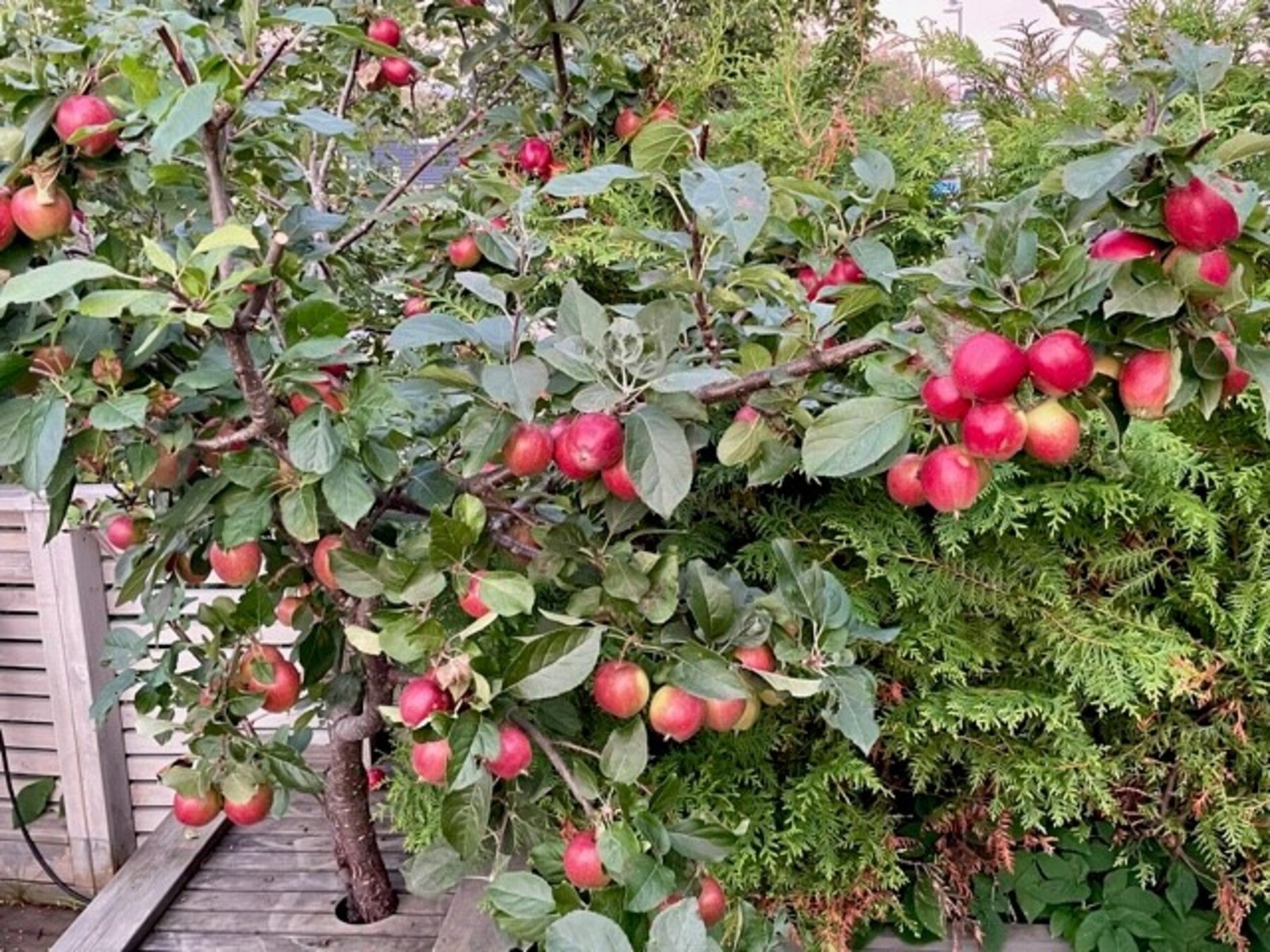 Sommerbilde Galleribilde