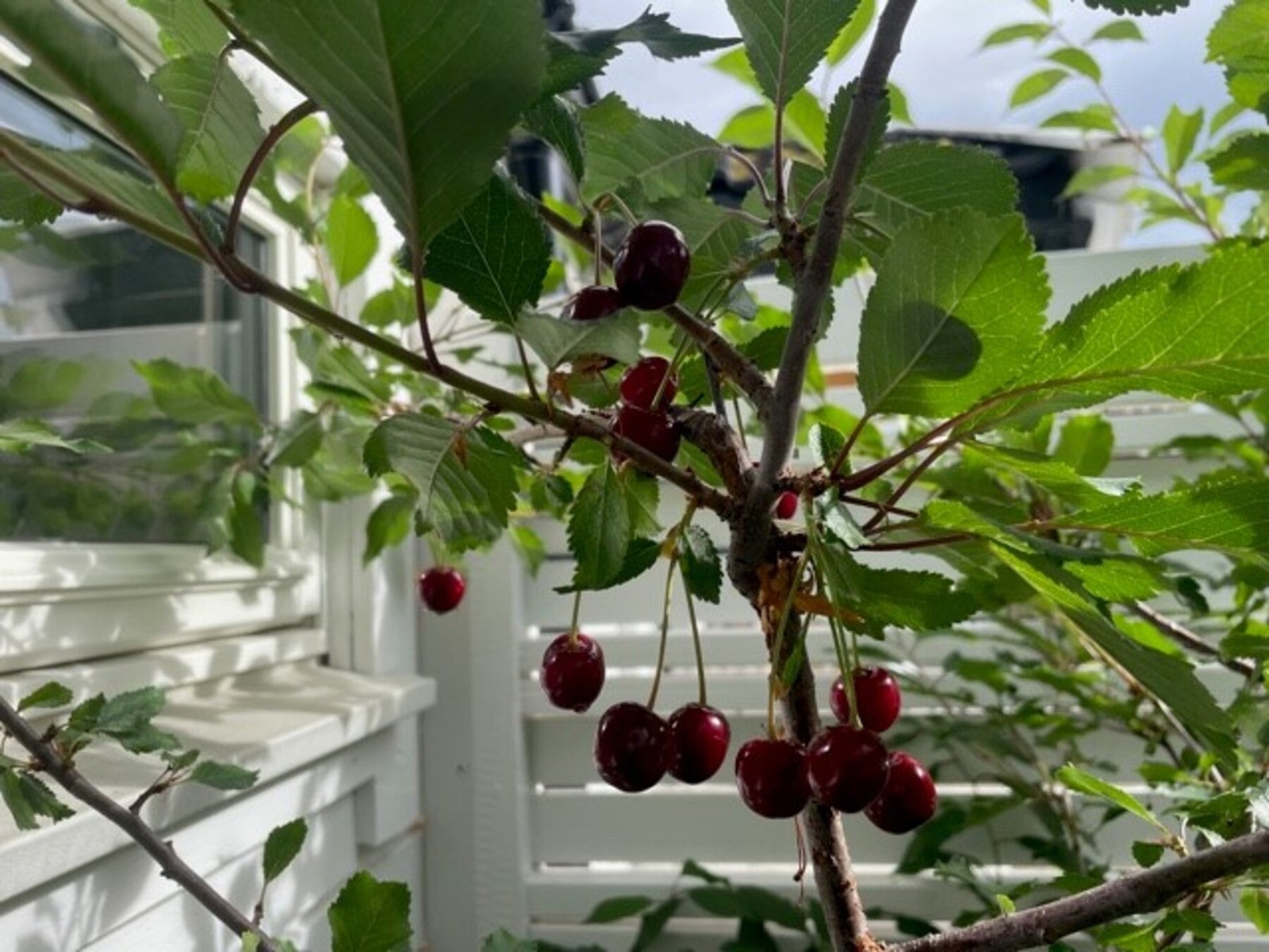 Sommerbilde Galleribilde