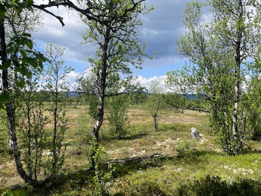 Utsikt utover området mot Storefjell og Oset. Galleribilde