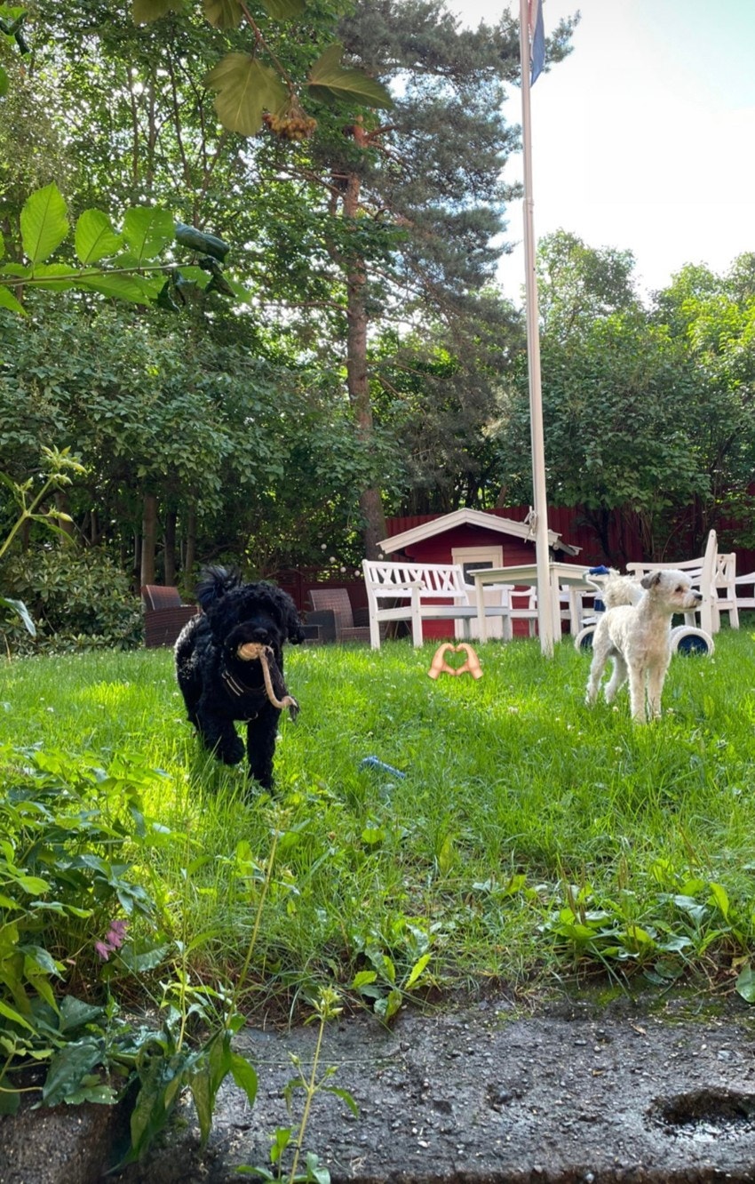 Flott opparbeidet og inngjerdet felles bakhage - Selgers private sommerbilder. Galleribilde