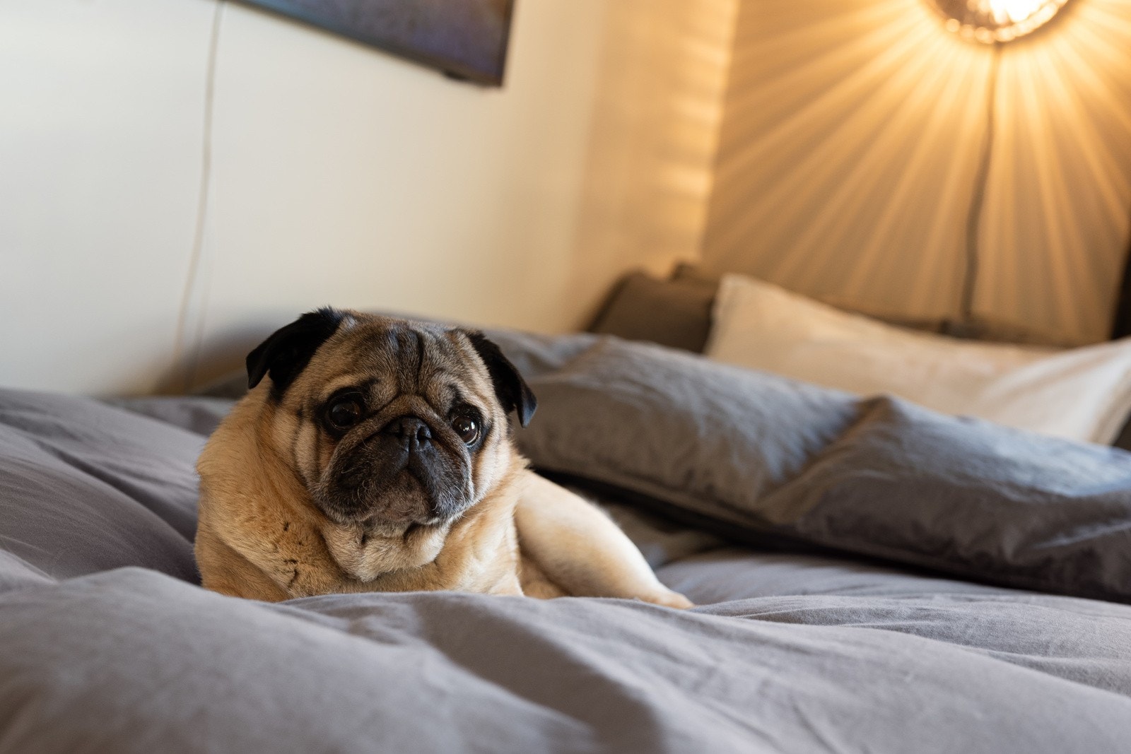 Leiligheten er så koselig at også firbeinte trives her! Galleribilde