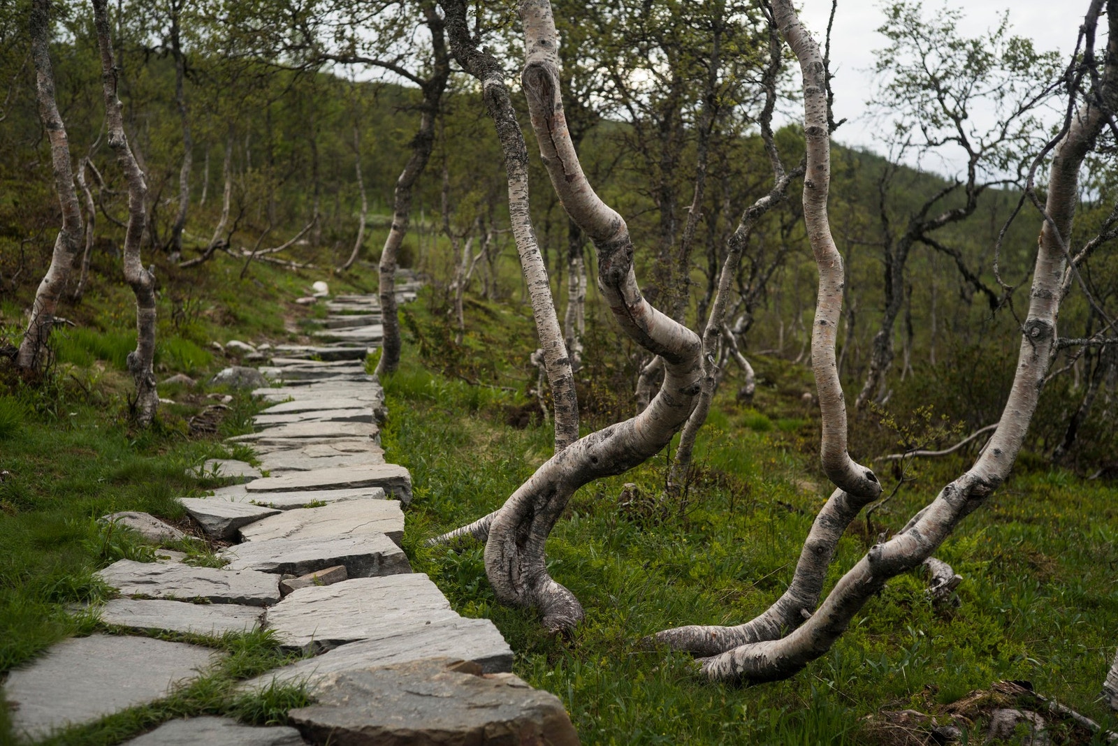 Falkeriset med flott hellebelagt sti Galleribilde