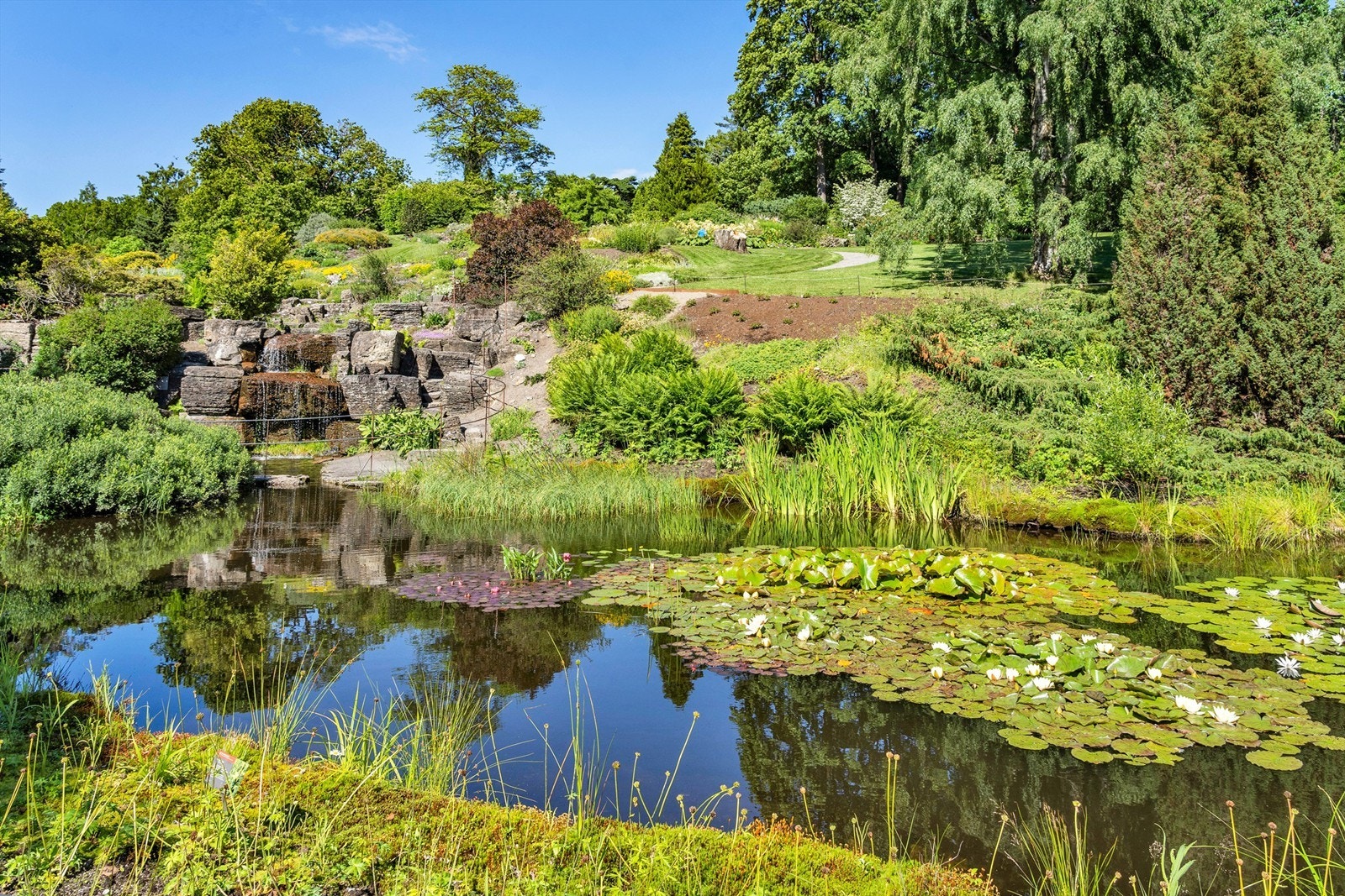 Botanisk hage er en av byens flotteste parker! Galleribilde