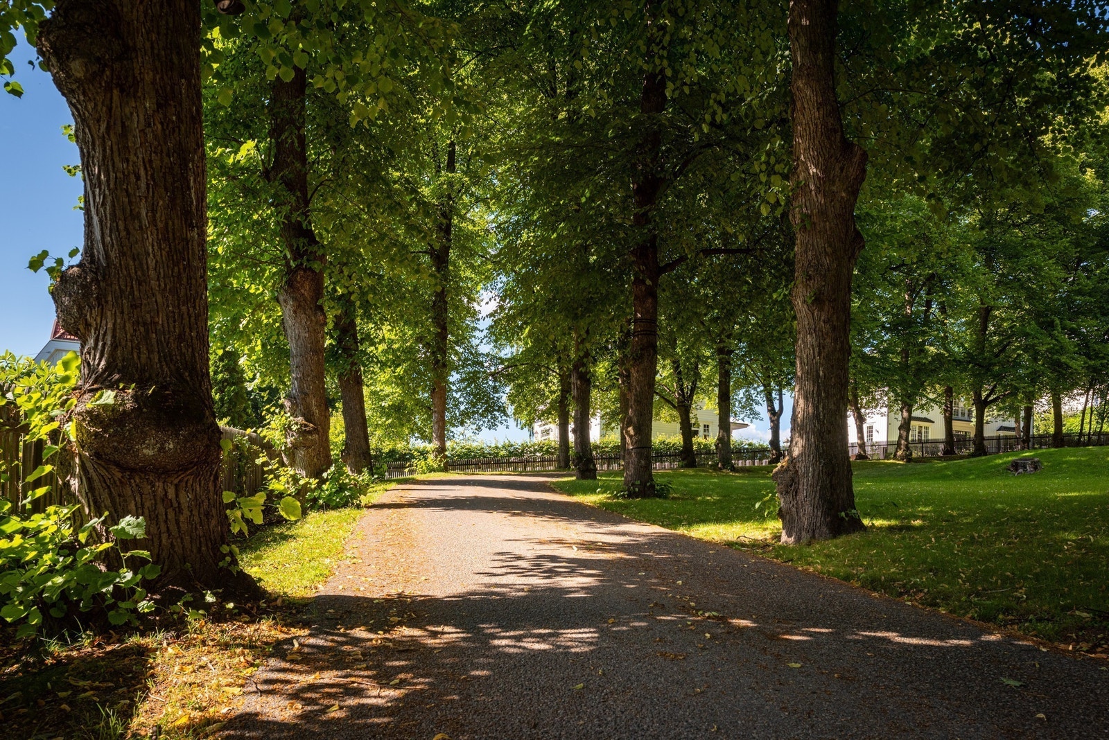 Alléen inn til eiendommen Galleribilde
