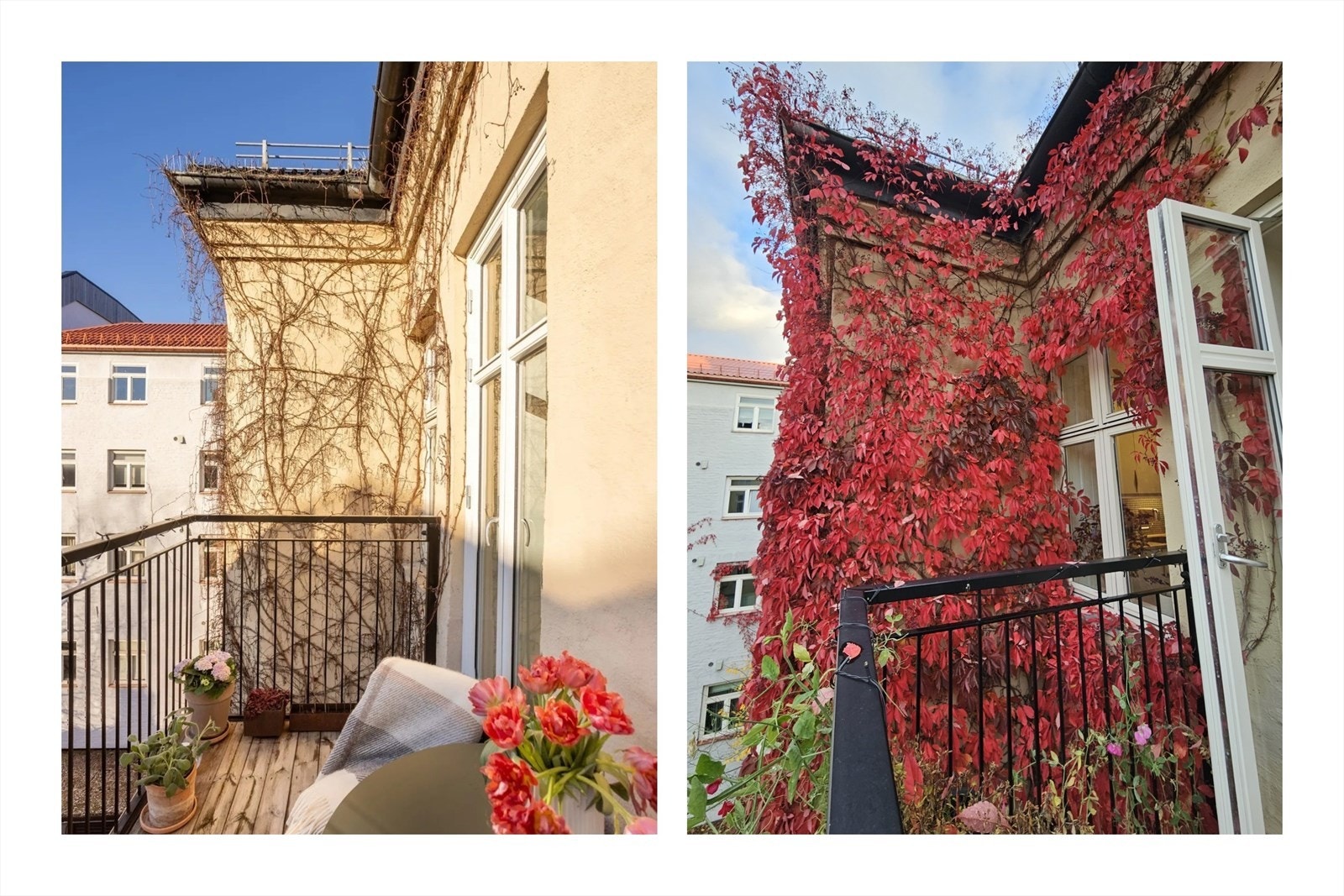 Fasaden har nydelig villvin som gjør bakhagen svært frodig på sommerhalvåret. Galleribilde