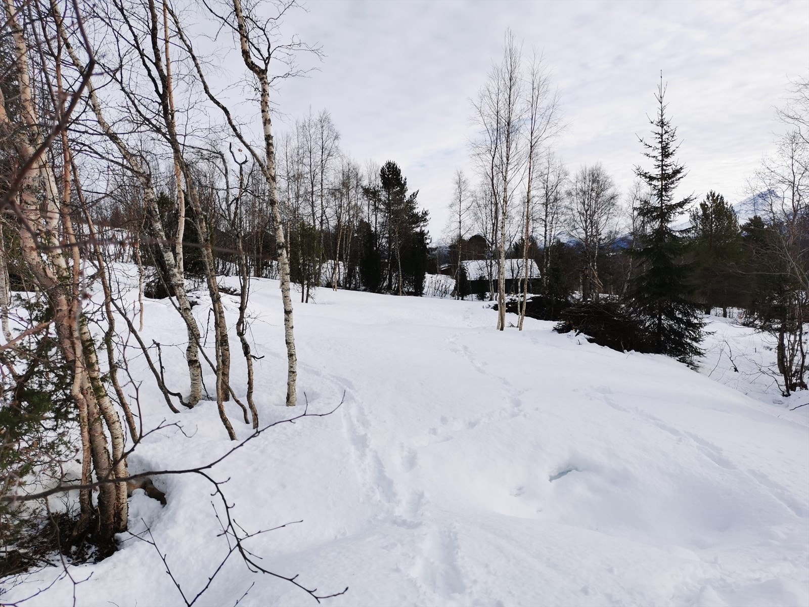 Bilder tatt på tomta Galleribilde