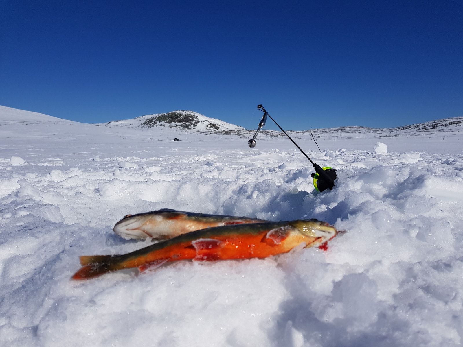 Røye fiske Blakksjøen. Galleribilde