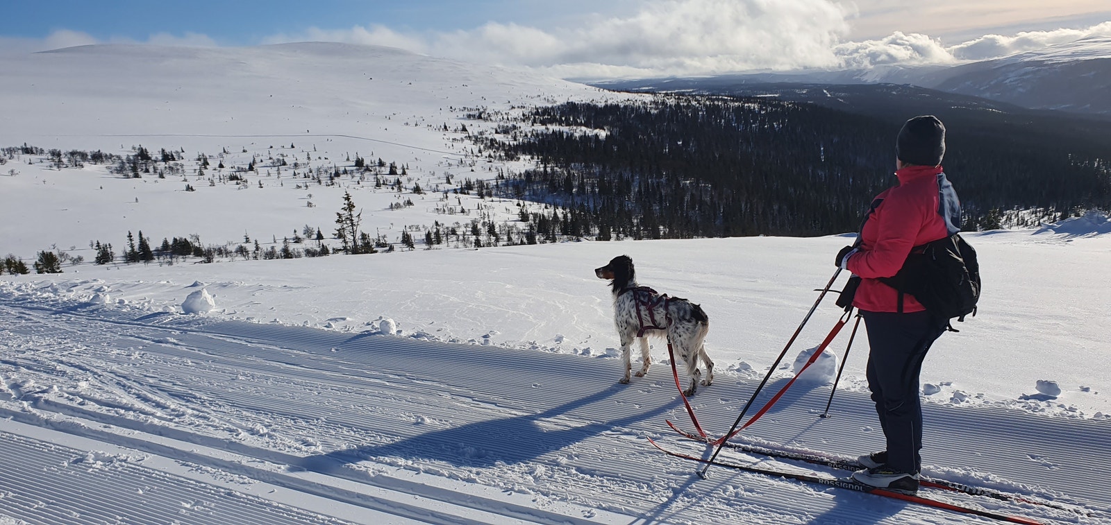 Gode treningsmuligheter for hunder og Folk. Galleribilde