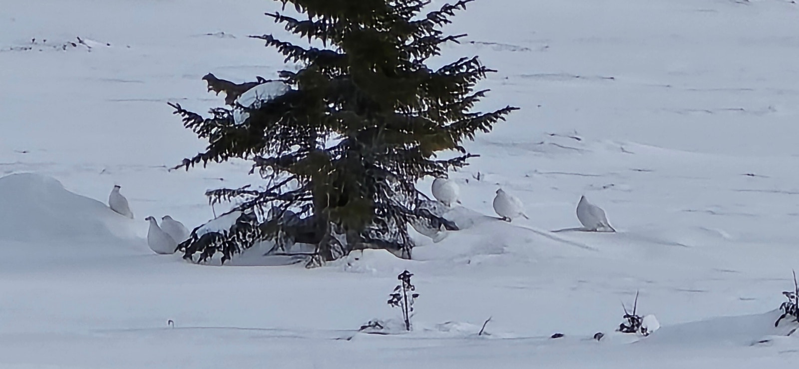 Ryper i fjellet. Galleribilde