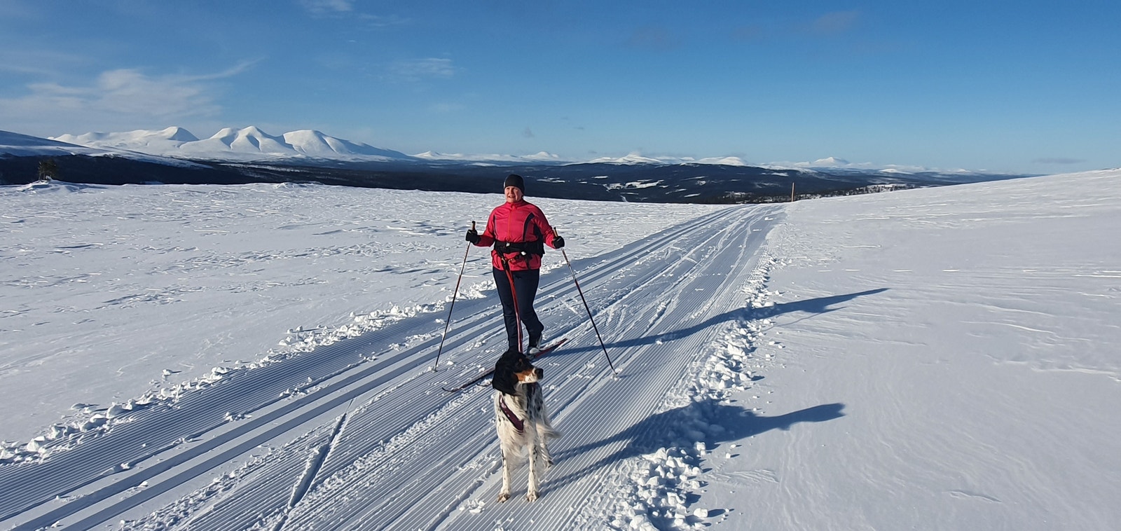 Gode treningsmuligheter for hunder og Folk. Galleribilde