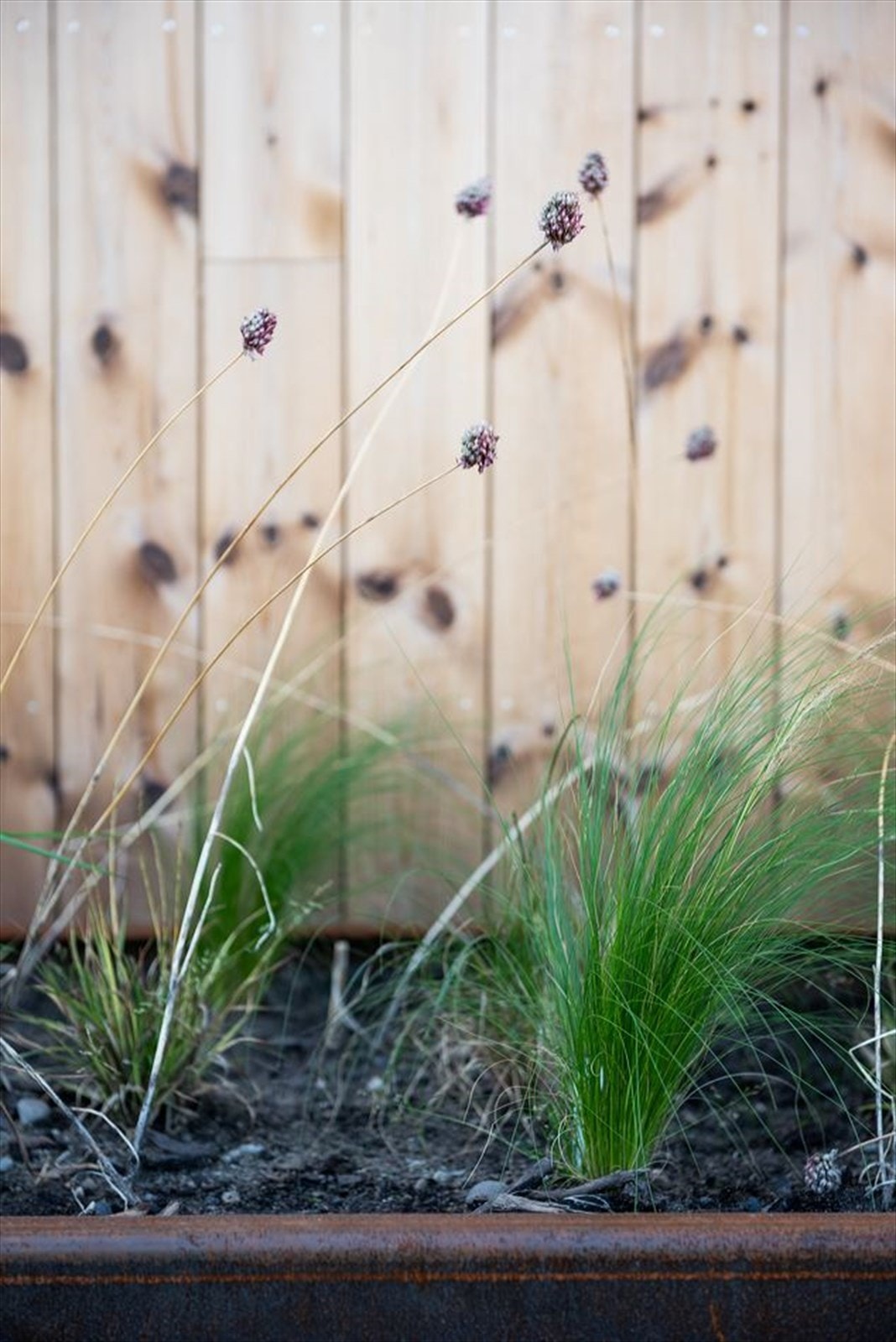 Plantekasser for de med grønne fingre. Galleribilde