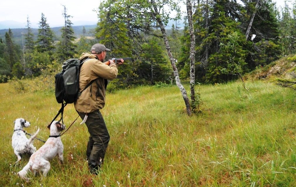 Fågeljakt Galleribilde