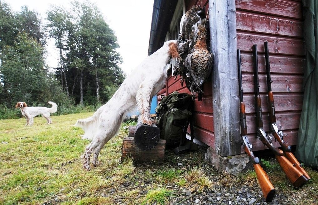 Fågeljakt Galleribilde