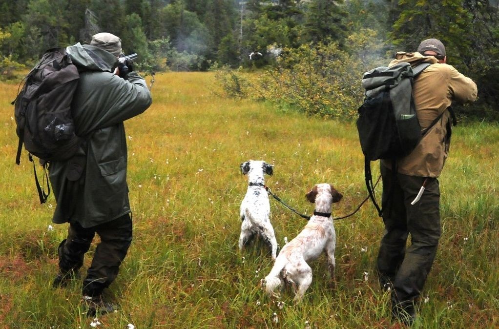 Fågeljakt Galleribilde
