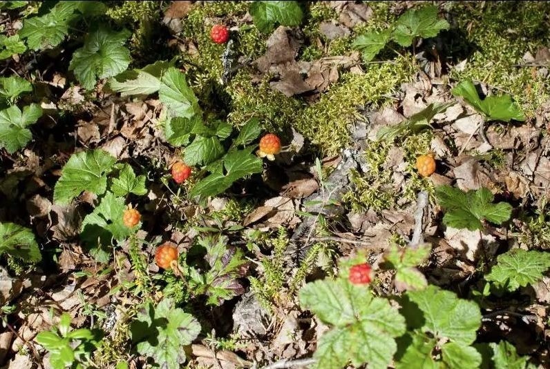 Från byalaget, Hjortron Galleribilde