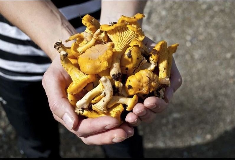 Från byalaget, Kantareller Galleribilde