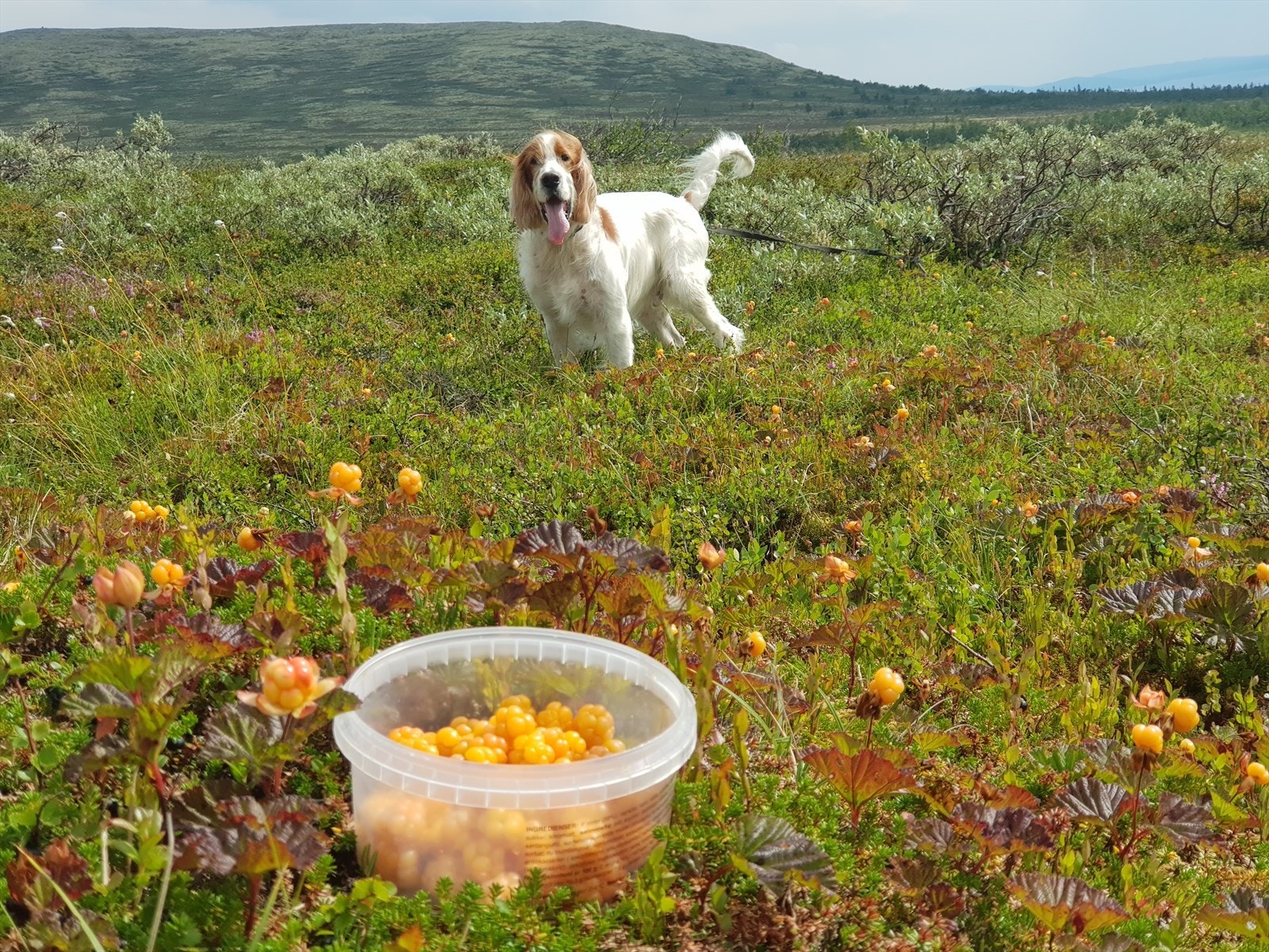 Multemyrer, småviltjakt med hund og trening i eget leiet område tilknyttet hyttefeltet. Galleribilde