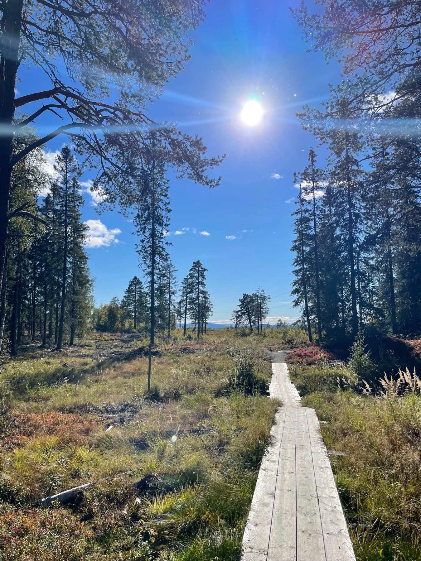 Tilrettelagte stier Galleribilde