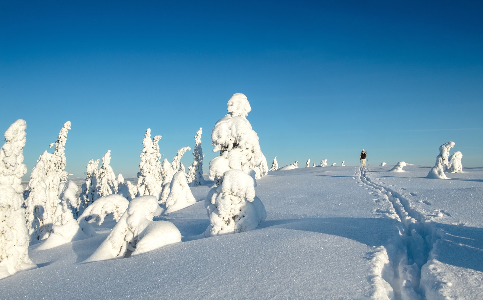 Vinterstemning i Birkenåsen. Galleribilde
