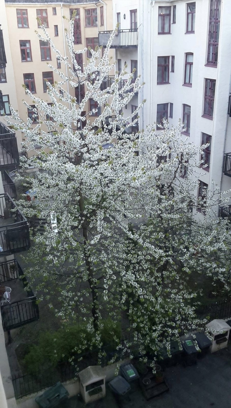 Vakker blomstrende hage i gårdsplassen. Galleribilde