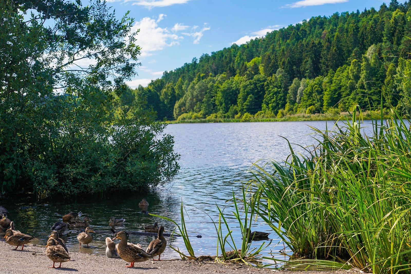 Østensjøvannet Galleribilde